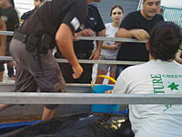 Израильтяне вынесли на берег на носилках раненого дельфина весом в 250 кг  