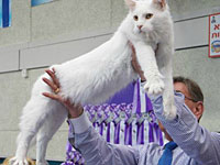 19 сентября (суббота) состоится Большая Международная Выставка Кошек 