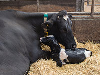 В Китае клонированная корова родила здорового теленка (иллюстрация)