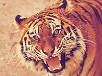 Суматранский тигр (иллюстрация)