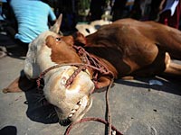 Индуисты линчевали мусульманина, заподозренного в убийстве коровы