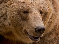 Бурый медведь ворвался в торговый центр Хабаровска и был застрелен
