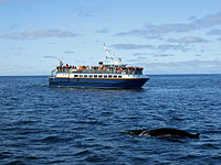 Около побережья Канады затонуло судно для "китовых круизов": есть жертвы  (иллюстрация)