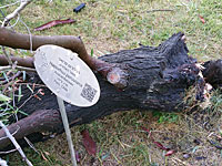 Последствия осенней бури: ветер сломал дерево реликтовой породы