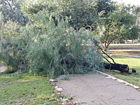 Последствия осенней бури: ветер сломал дерево реликтовой породы  