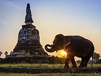 Дикий слон убил двух человек на каучуковой плантации в Таиланде