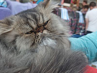 7 ноября в Ашдоде состоится очередной Фестиваль кошек