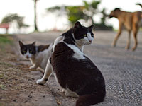 Мэр Тель-Авива выступил против "трансфера" бездомных кошек  
