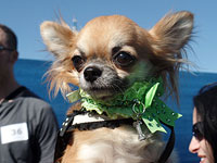   14 ноября в Кфар-Эс состоится шоу беспородных собак "Кубок лучшего друга"