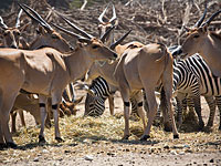 В "Сафари" стадо антилоп запрыгнуло на автомобиль посетителей: ранен ребенок