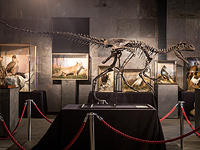 Аукцион для богатых любителей палеонтологии, зоологии и геологии