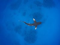 Австралия будет отслеживать акул с беспилотников