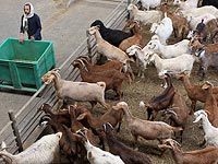 С фермы "Афаим" в пустыне Арава угнаны 200 редких коз