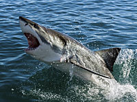 "Портрет с акулой": Управление парков не рекомендует нырять на пляжах Хадеры