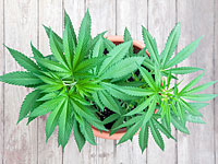 В Кнессет подан законопроект, разрешающий выращивать на дому один куст марихуаны