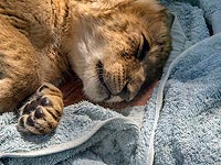 В Дубае предъявлено обвинения по делу о сбежавшей львице