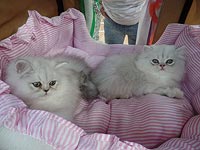 30 января в зале "Кастра" в Хайфе состоится совместное мероприятие двух крупнейших израильских клубов любителей кошек SuperCats-IL и CatFAshion
