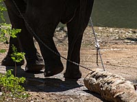 В Таиланде слон затоптал туриста из Шотландии