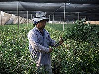 Рабочий из Тайланда на ферме в кибуце