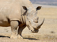Белый носорог хотел прогуляться по Рамат-Гану, но его вернули в "Сафари"  
