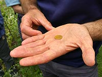 Обнаруженная монета