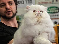 В субботу, 16 апреля, в спортивном зале школы "Альянс" в Тель-Авиве состоится Международный кошачий конкурс красоты