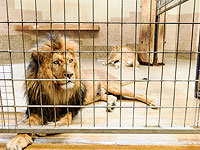 Голый самоубийца забрался в вольер львов в зоопарке Сантьяго