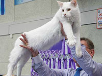 В субботу, 28 мая, в комплексе "Митхам а-Тахана" в Тель-Авиве состоится выставка кошек и котят