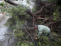 В Хайфе упавшим дерево ранило двух пожилых людей