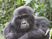   Спасение ребенка в зоопарке Цинциннати: горилла защищала мальчика и была убита