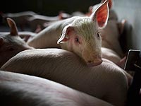 В США пытаются выращивать в свиньях человеческие органы для трансплантаций 