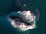 В Красном море акула атаковала пловца, о причастности "Мосада" пока не говорят  