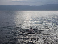 На озере Киннерет ведется поиск отдыхающего, пропавшего во время купания