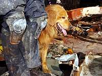 Скончалась Бретань &#8211; последний пес-спасатель 11 сентября