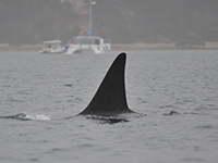 У побережья Израиля замечен 10-метровый кит