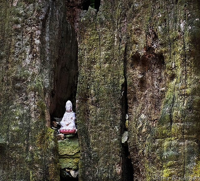 Однажды в Храме Бескрайней Медитации сидел в расщелине засохшего дерева Будда и, как и положено Будде, задумчиво думал. Дереву было очень много веков, а Будда был молод, но это совершенно не важно – Будда и возраст понятия несвязанные