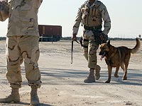 Американская охранная компания убила в Кувейте десятки собак-саперов 