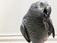 Серый попугай (иллюстрация)