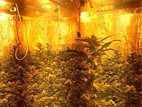 В Ришон ле-Ционе изъяты 70 кг марихуаны  