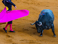 Впервые за последние десятилетия в Испании во время корриды бык убил матадора   (иллюстрация)