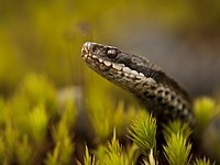 В районе озера Кинерет 7-летнюю девочку укусила ядовитая змея