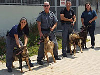 20 служебных собак доставлены из Чехии для службы в полиции Израиля