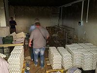 В доме жителя Шфарама обнаружены тридцать тысяч непригодных к употреблению яиц