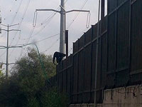 5 обезьян совершили попытку побега из зоопарка Ришон ле-Циона  