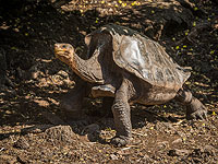 "Одержимый сексом" Диего спас популяцию черепах на Галапагосских островах