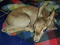 В ходе операции в Джабе солдаты ЦАХАЛа освободили месячного олененка