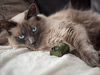 "Апокалипсис мяу": в Мосуле специальной фетвой ИГ запретило держать кошек в домах  