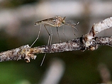 Комары-переносчики западно-нильской лихорадки обнаружены в нескольких районах Израиля
