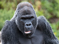 Из вольера в лондонском зоопарке сбежала горилла