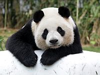 Умерла самая старая в мире панда
